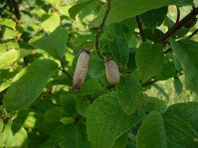 Traubenkirschen-Narrentasche, Foto 4