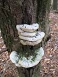 Treppenförmiger Steifporling, Foto 6