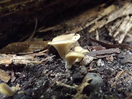 Trichterförmiger Muscheling, Foto 3