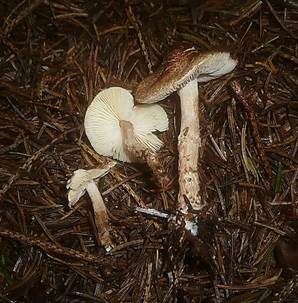 Borstiger Schirmling, Foto 2