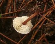 Borstiger Schirmling, Foto 5