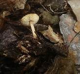 Borstiger Schirmling, Foto 6