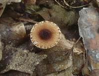 Borstiger Schirmling, Foto 7