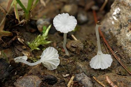 Trichterförmiger Nabelscheinhelmling, Foto 2