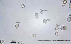 Trichterlingsrötling, Foto 8