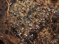 Trichterpilzchen, Foto 7