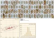 Trockener Kahlkopf, Foto 13
