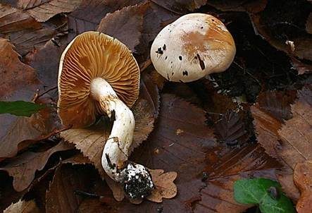 Trockener Schleimkopf, Foto 2