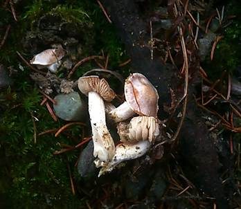 Trockener Schleimkopf, Foto 3