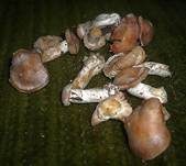 Trockener Schleimkopf, Foto 6