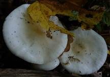 Trockener Schneckling, Foto 15