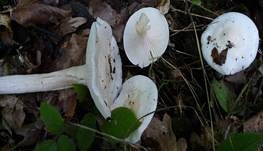 Trockener Schneckling, Foto 16