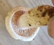 Trockener Schneckling, Foto 17