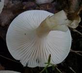 Trockener Schneckling, Foto 19