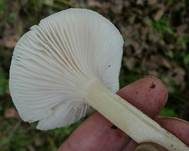 Trockener Schneckling, Foto 20