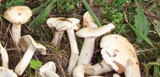 Trockener Schneckling, Foto 21