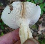 Trockener Schneckling, Foto 23
