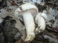 Trockener Schneckling, Foto 24