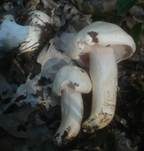Trockener Schneckling, Foto 25