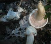 Trockener Schneckling, Foto 26
