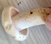Trockener Schneckling, Foto 27