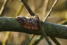 Trollhand, Foto 7
