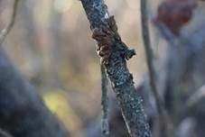 Trollhand, Foto 9