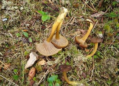 Trompetenpfifferling, Foto 3