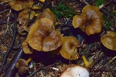 Trompetenpfifferling, Foto 13
