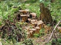 Trompetenpfifferling, Foto 15