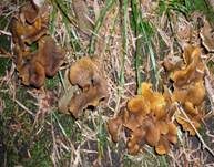 Trompetenpfifferling, Foto 17