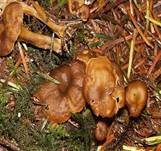 Trompetenpfifferling, Foto 19