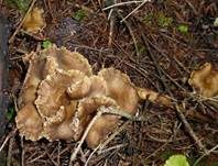 Trompetenpfifferling, Foto 11