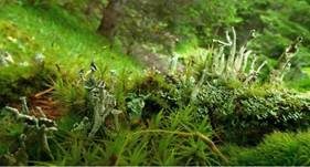 Trompetensternflechte, Foto 8