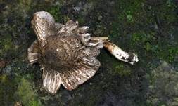Tropenegerling, Foto 8