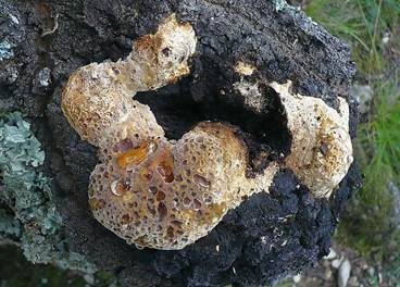 Tropfender Schillerporling, Foto 2