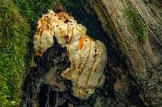 Tropfender Schillerporling, Foto 18