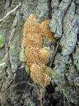 Tropfender Schillerporling, Foto 21