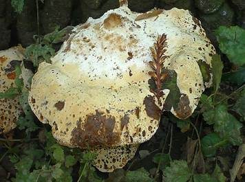 Tropfender Schillerporling, Foto 4