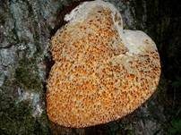 Tropfender Schillerporling, Foto 28