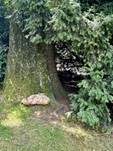 Tropfender Schillerporling, Foto 33