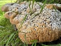 Tropfender Schillerporling, Foto 34