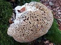 Tropfender Schillerporling, Foto 40