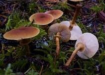 Trügerischer Körnchenschirmling, Foto 8