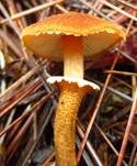 Trügerischer Körnchenschirmling, Foto 10
