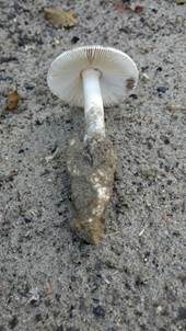 Tulpenvolva-Streifling, Foto 5