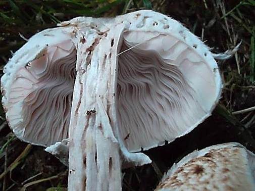 Übelriechender Champignon, Foto 2