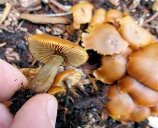 Überhäuteter Häubling, Foto 2