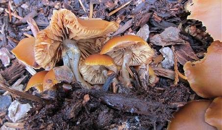 Überhäuteter Häubling, Foto 3