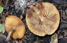 Überhäuteter Häubling, Foto 6